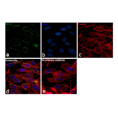 26907. LDHA POLYCLONAL ANTIBODY 100UL INVITROGEN