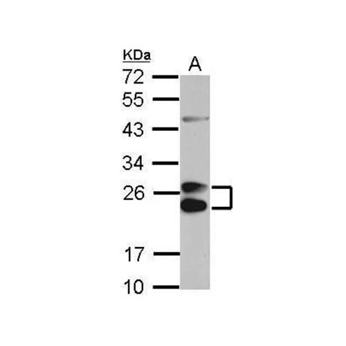 15755. APOA1 POLYCLONAL ANTIBODY 100UL - INVITROGEN