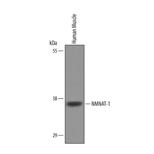 15758. NMNAT1 POLYCLONAL ANTIBODY 100UG - INVITROGEN