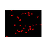 21879. C-FOS POLYCLONAL ANTIBODY 100UL - INVITROGEN