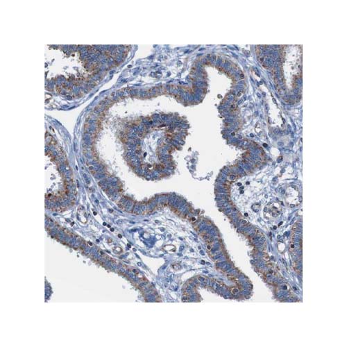 15757. CD273 (B7-DC) POLYCLONAL ANTIBODY 100UL - INVITROGEN