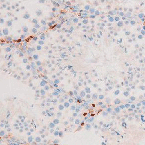 26890. HOSPHO-SMAD2/SMAD3 (THR8) POLYCLONAL ANTIBODY 100UL INVITROGEN