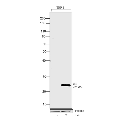 26855. HUMAN IL-2 RECOMBINANT PROTEIN 100UG GIBCO