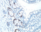 6470. VECTASTAIN ELITE ABC-HRP KIT PEROXIDASE (RABBIT IGG) - VECTOR