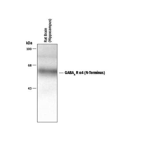 26611. HUMAN/MOUSE/RAT GABA-A R ALPHA 4 N-TERMINUS ANTIBODY 100UL R&D SYSTEMS