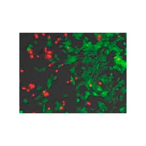 20377. KIT DE IMAGENES DE CELULAS LIVE/DEAD (488/570) - INVITROGEN