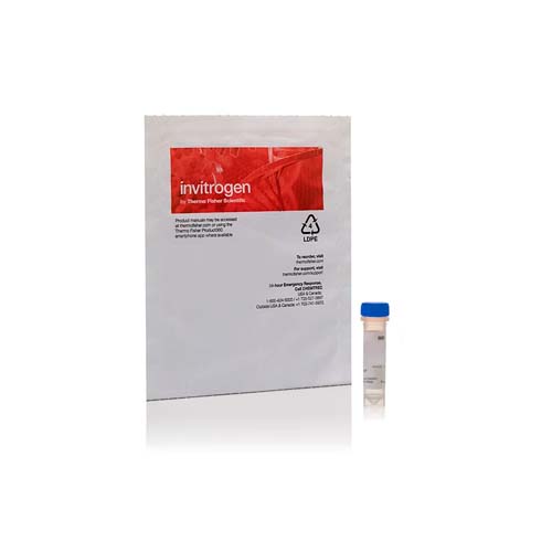 21878. 24 GREEN FLUORESCENT NUCLEIC ACID STAIN 5MM SOLUTION IN DMSO SYTO 250UL - INVITROGEN