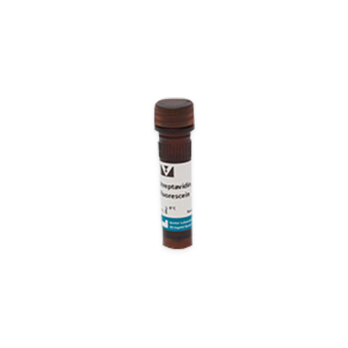 11877. STREPTAVIDIN FLUORESCEIN 1MG - VECTOR