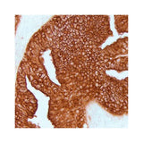22714. IMMPACT DAB EQV PEROXIDASE (HRP) SUBSTRATE 100ML VECTOR