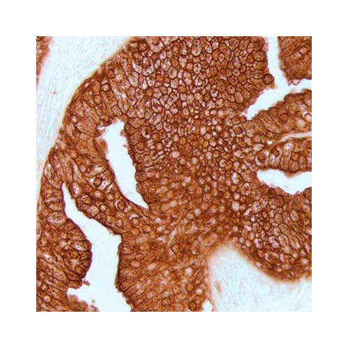22714. IMMPACT DAB EQV PEROXIDASE (HRP) SUBSTRATE 100ML VECTOR