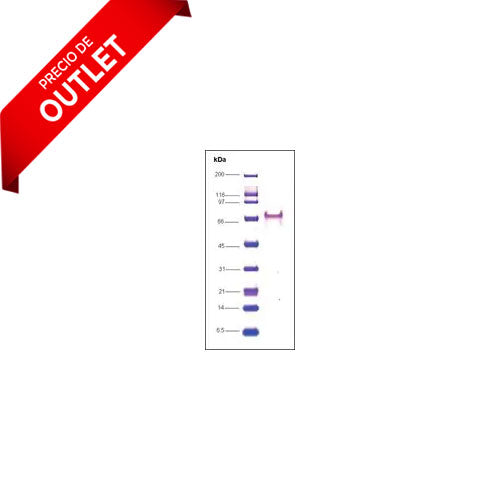 24943. RNA POLYMERASE II C-TERMINAL HUMAN 10UG SIGMA-ALDRICH