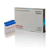 5946. COLORANTE FM 1-43 (N-(3-TRIETILAMONIOPROPIL)-4-(4-(DIBUTILAMINO) STYRYL) PIRIDINIO DIBROMURO) 10 X 100UG - INVITROGEN