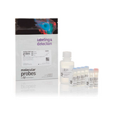 52852. DEAD CELL APOPTOSIS KIT WITH ANNEXIN V ALEXA FLUOR 488 & PROPIDIUM IODIDE (PI), 250 ASSAYS - MOLECULAR PROBES