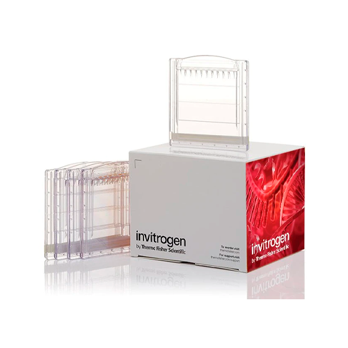 18440. WEDGEWELL 16% TRIS-GLICINA 1.0MM MINIGEL DE PROTEINAS 15 POCILLOS C/10 - INVITROGEN