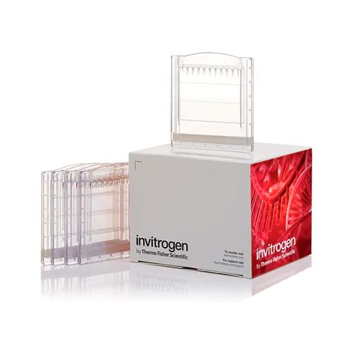12142. NOVEX WEDGEWELL 4-12% TRIS-GLYCINE 1.0MM, MINI PROTEIN GEL 10-WELL -  INVITROGEN